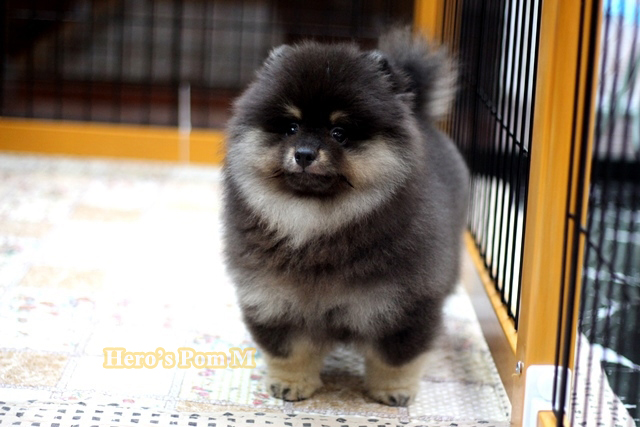 ปอมเมอเรเนียน สี ขนแน่น