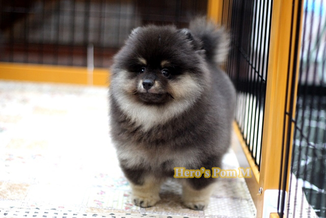 ปอมเมอเรเนียน สี ขนแน่น