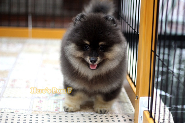 ปอมเมอเรเนียน สี ขนแน่น