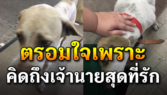 สุนัขคิดถึงเจ้าของจนตรอมใจ ไม่ยอมกินข้าวกินน้ำหวังจะได้เจอหน้าเจ้าของอีกครั้ง