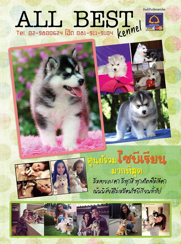 ไซบีเรียนฮัสกี้ เกรดไฮเอน ต้องที่ฟาร์มallbest เท่านั้น