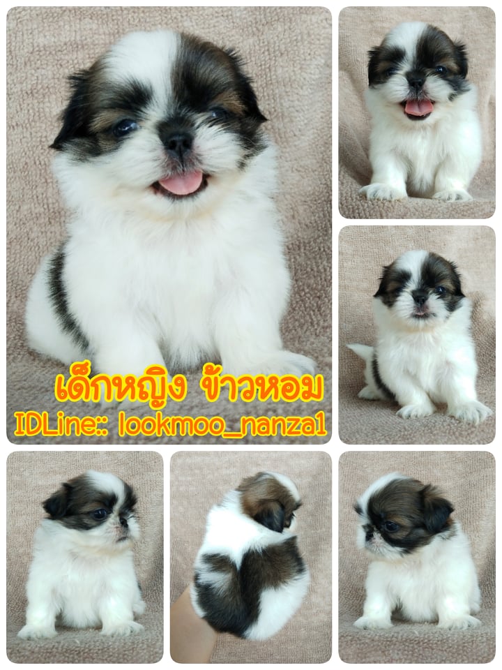 ชิสุทอยแท้!!!! 3สี เกรดสวย
