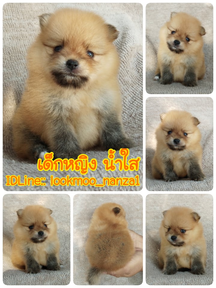 ปอมแท้ ราคาเบา5500.-