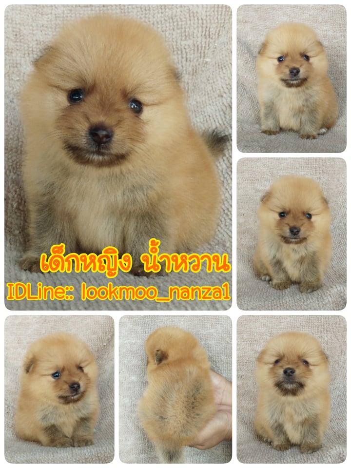 ปอมแท้ ราคาเบา5500.-