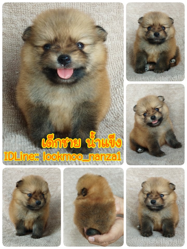 ปอมแท้ ราคาเบา5500.-