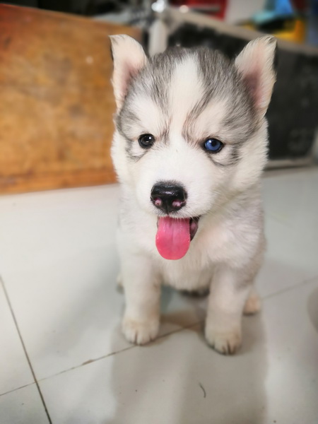 น้องไซบีเรียนวูลลี่โค้ดราคาเบาๆ มาแล้วจ้า