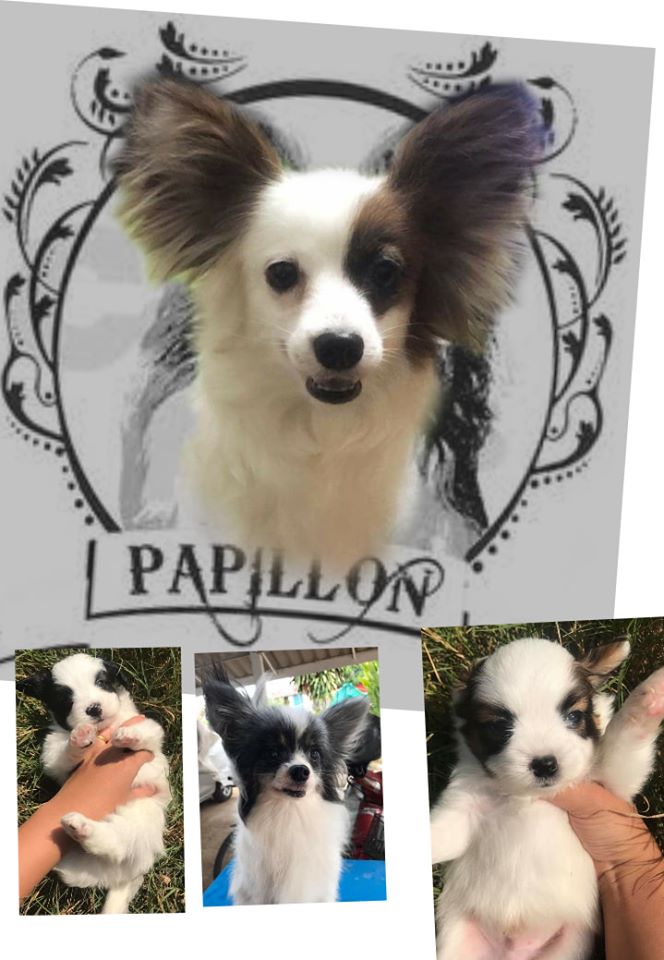 สุนัขพันธุ์ ปาปิยอง Papillon papillon หมาหูผีเสื้อ โทร 0993792564