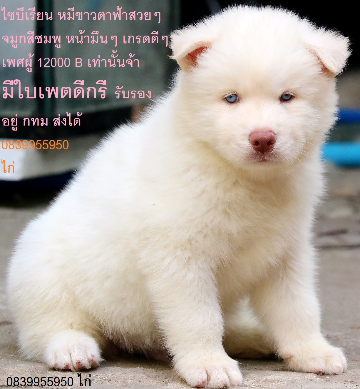 ขาย ไซบีเรียน ฮัสกี้,  กทม  มารับเองลดได้ครับ มีใบเพตดีกีรับลอง
