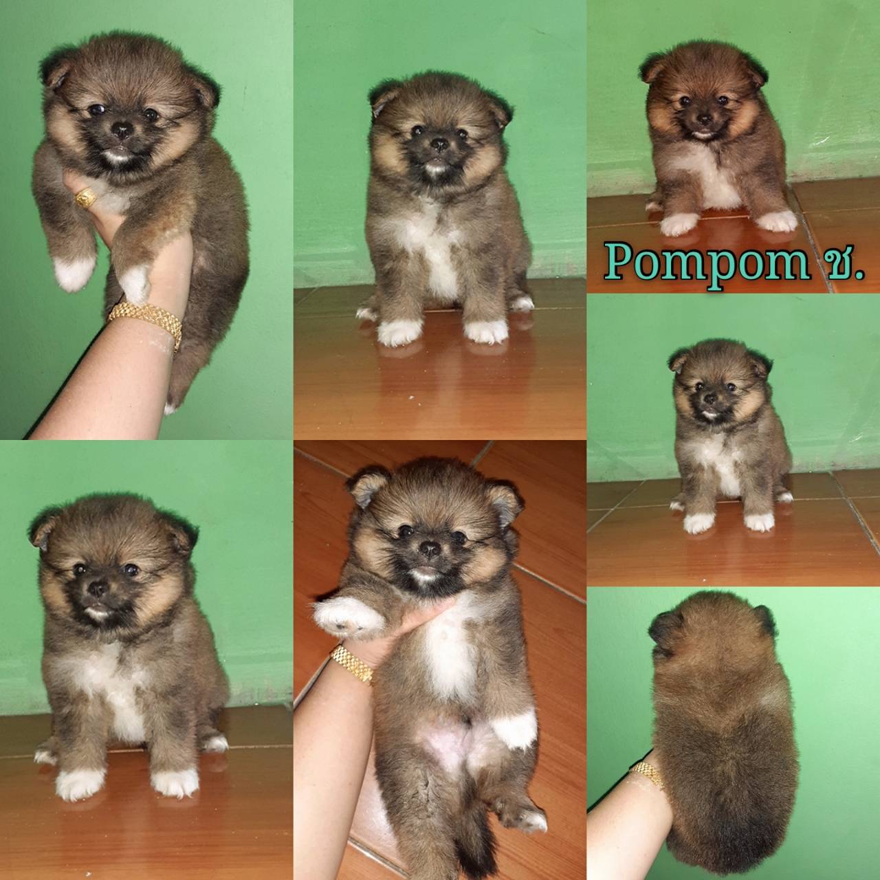 ปอม ปอม พันธุ์แท้ ผู้ 1เมีย1 สีส้ม วัคซีนแล้ว จ. สุพรรณบุรี