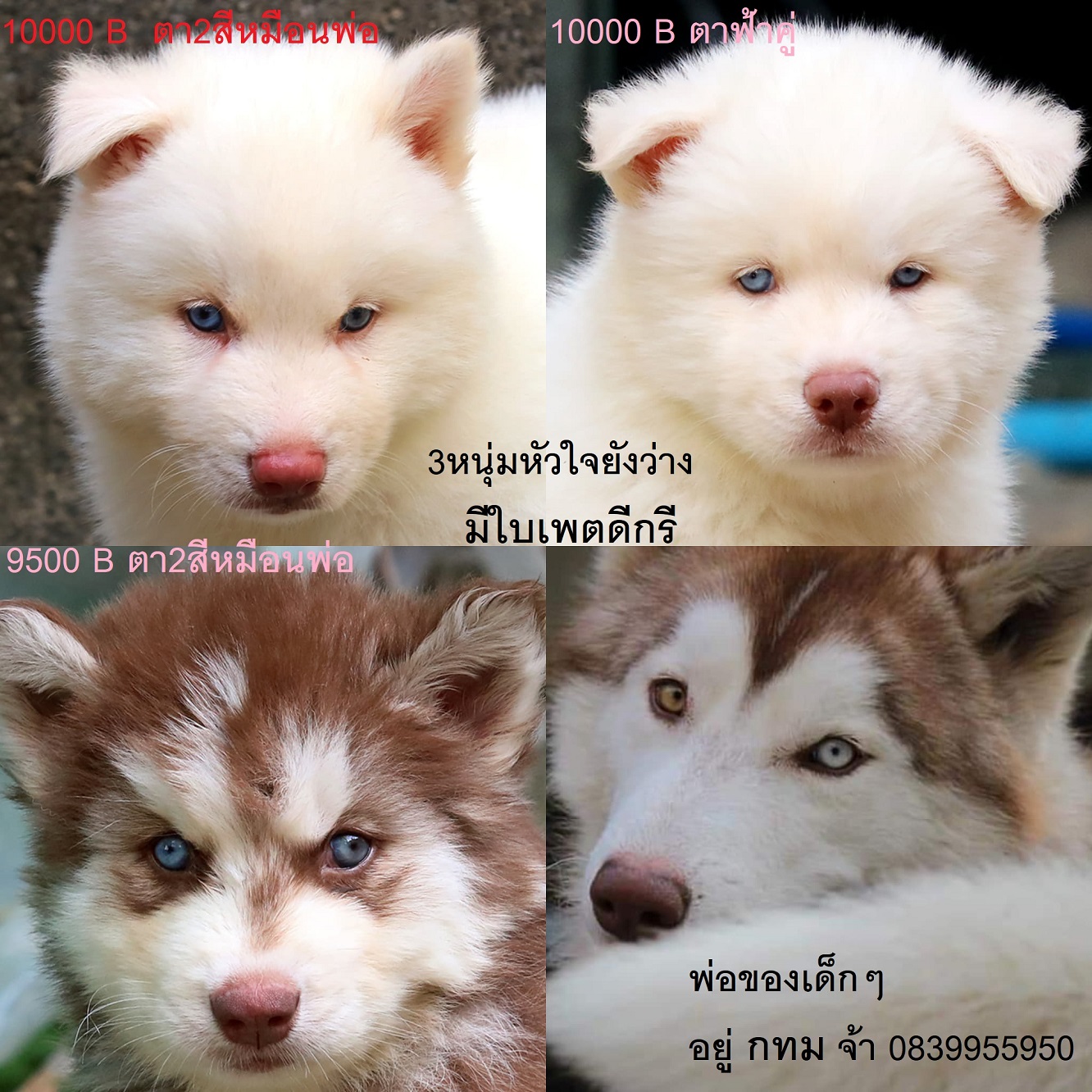 ขาย ไซบีเรียน ฮัสกี้,  กทม  มารับเองลดได้ครับ มีใบเพตดีกีรับลอง ขาย หมาไซบีเรียน