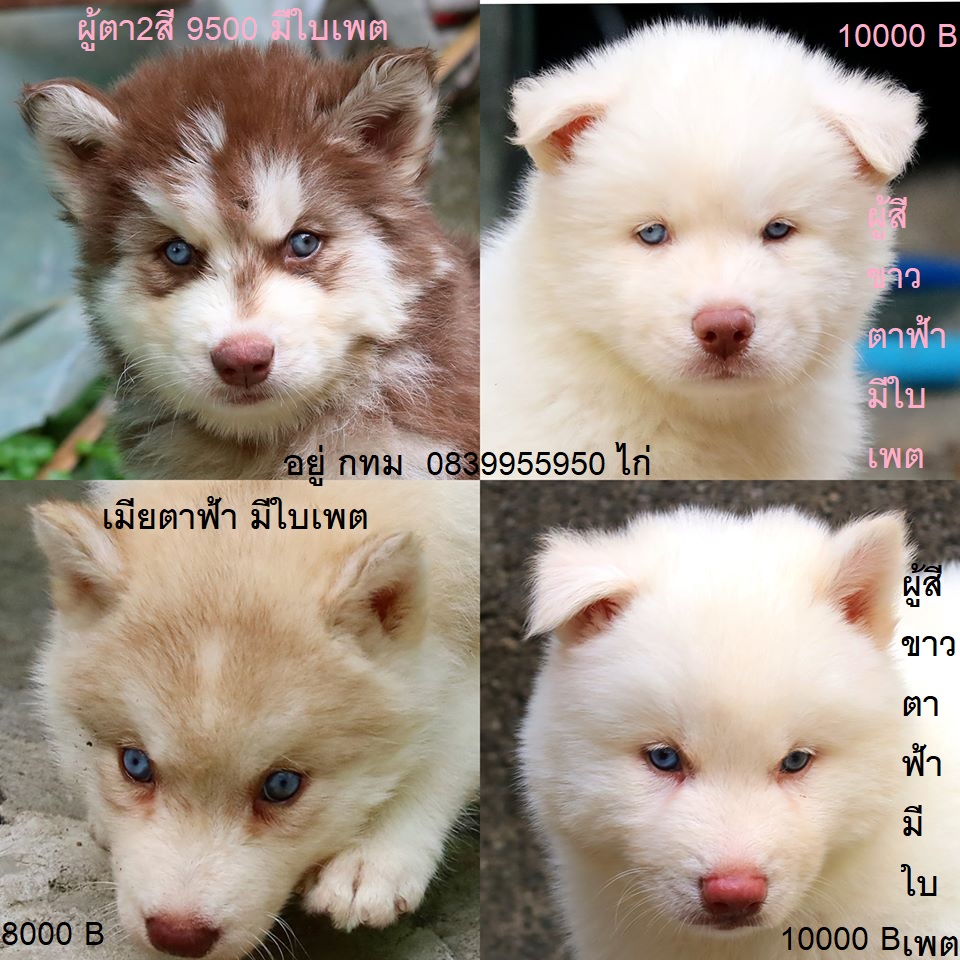 ขาย ไซบีเรียน ฮัสกี้,  กทม  มารับเองลดได้ครับ มีใบเพตดีกีรับลอง ขาย หมาไซบีเรียน