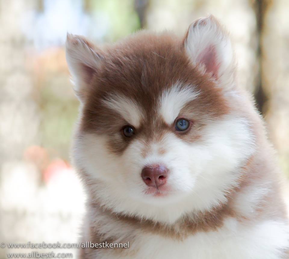 -ฟาร์มขายไซบีเรียนเกรดคุณภาพ ที่ใหญ่ที่สุดในประเทศไทย ต้องที่allbest kennel เท่