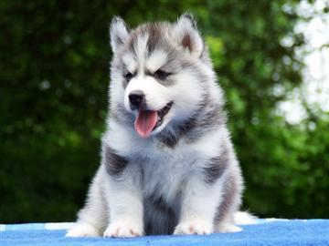 -ฟาร์มขายไซบีเรียนเกรดคุณภาพ ที่ใหญ่ที่สุดในประเทศไทย ต้องที่allbest kennel เท่