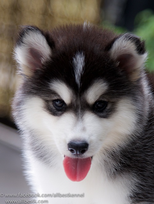 -ฟาร์มขายไซบีเรียนเกรดคุณภาพ ที่ใหญ่ที่สุดในประเทศไทย ต้องที่allbest kennel เท่