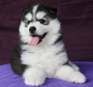 -ฟาร์มขายไซบีเรียนเกรดคุณภาพ ที่ใหญ่ที่สุดในประเทศไทย ต้องที่allbest kennel เท่
