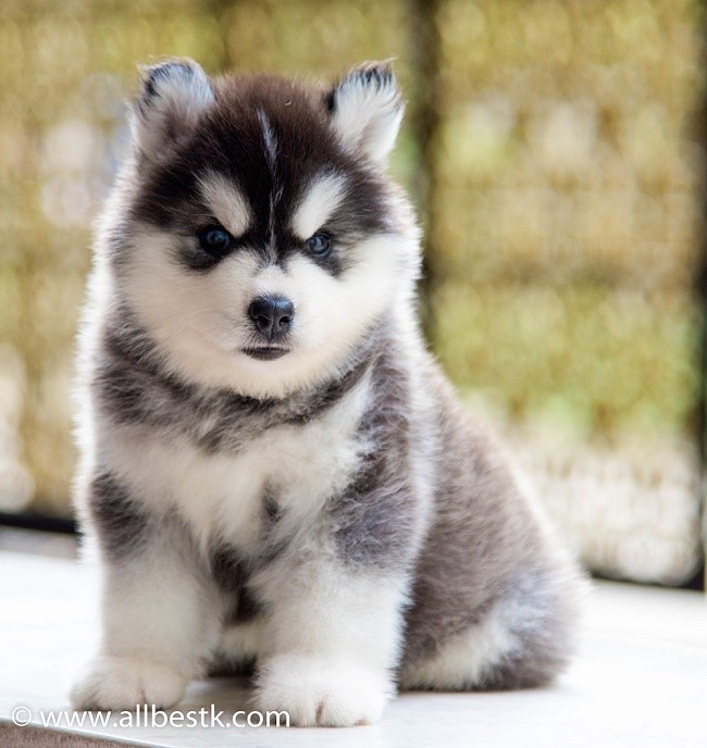 -ฟาร์มขายไซบีเรียนเกรดคุณภาพ ที่ใหญ่ที่สุดในประเทศไทย ต้องที่allbest kennel เท่