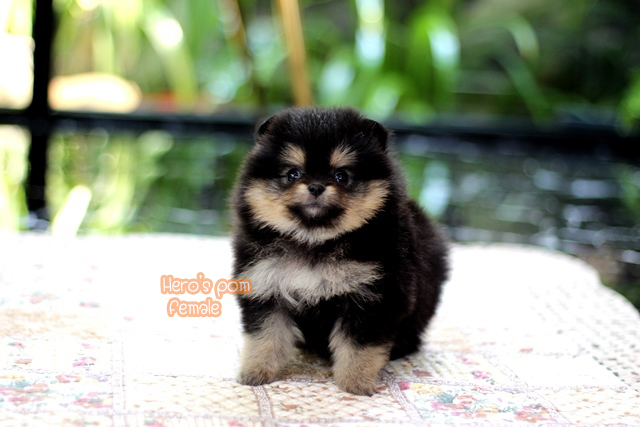 ขายปอมหน้าหมี