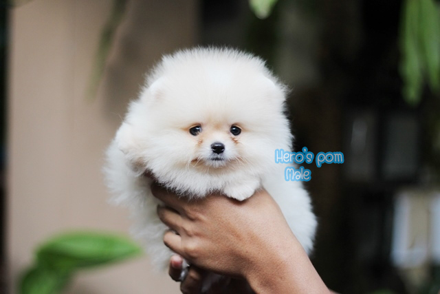 ขายปอมหน้าหมี  เพศผู้ สีขาวครีม