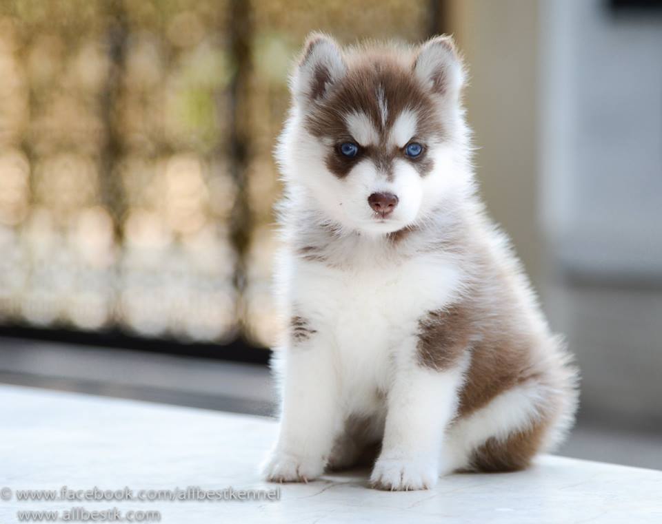 -มาแล้วน้องหมาไซบีเรียนฮัสกี้ เข้าใหม่หลายคอก มีครบจบในที่เดียวที่ฟาร์ม allbest