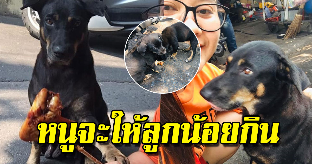 แม่หมานั่งเจียมเนื้อเจียมตัว สะกิดขาเบาๆเพื่อขอไก่ย่างก่อนที่จะคาบเอาไปให้ลูก