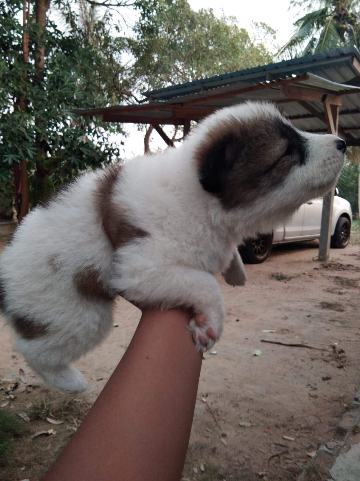 ขายลูกสุนัขบางแก้ว