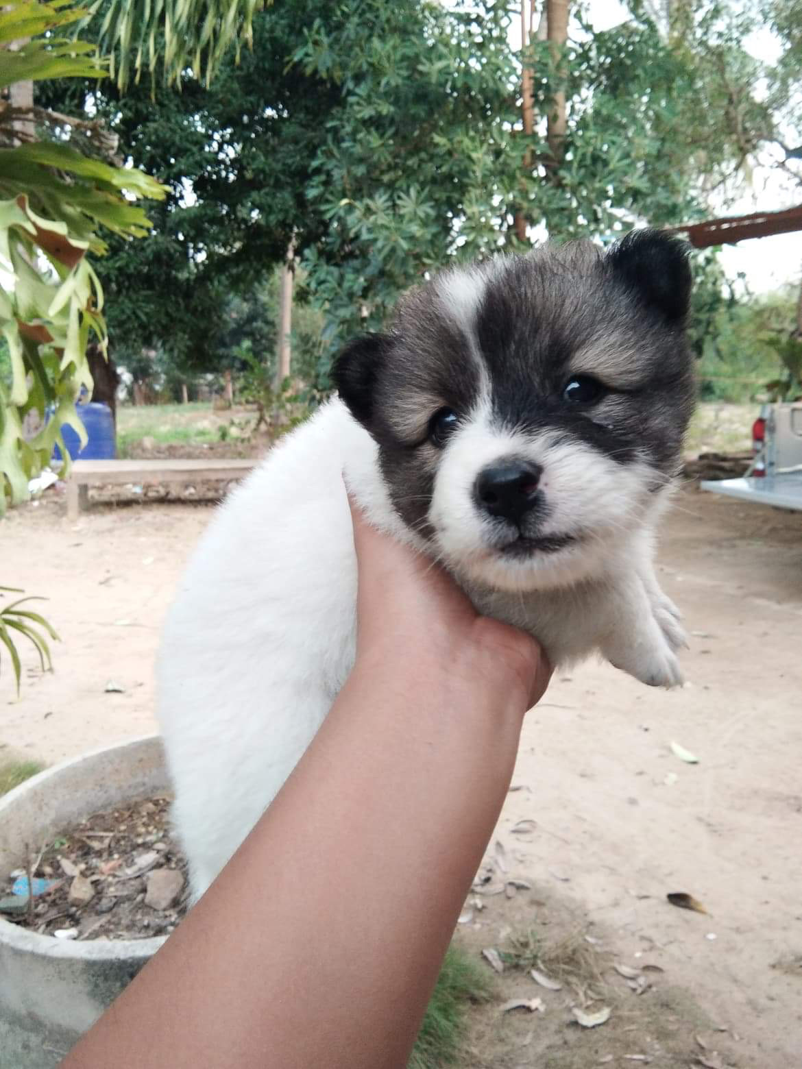 ขายลูกสุนัขบางแก้ว