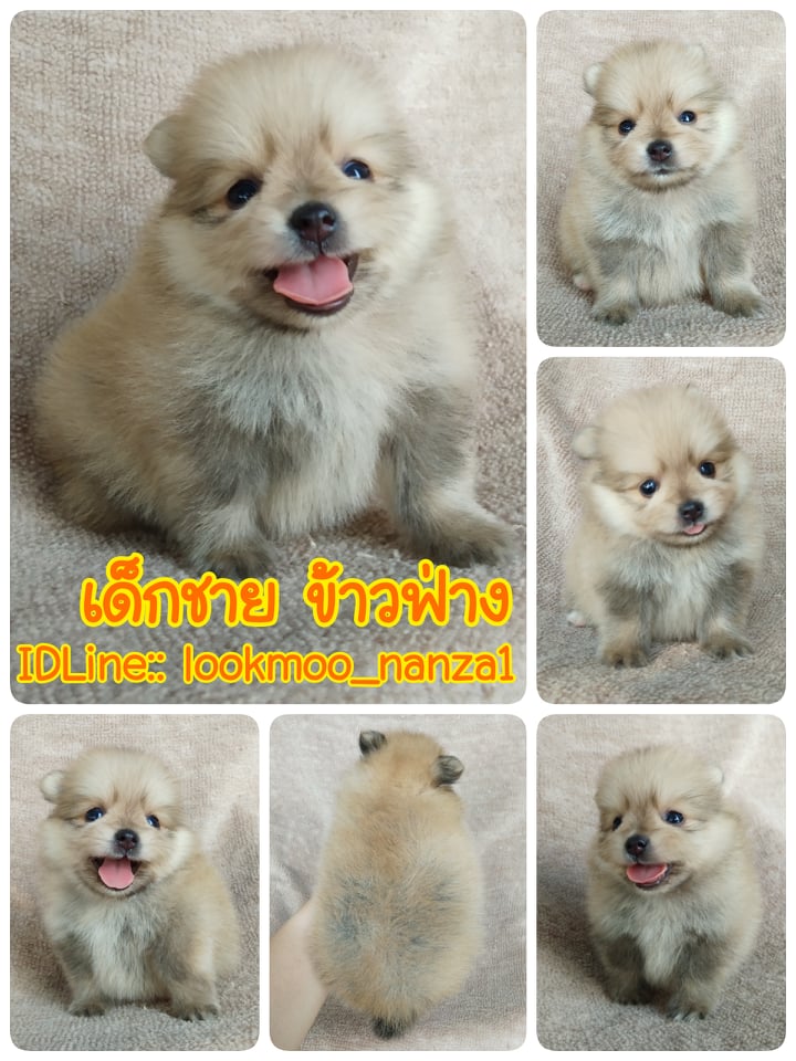 ปอมแท้ ราคาเบา