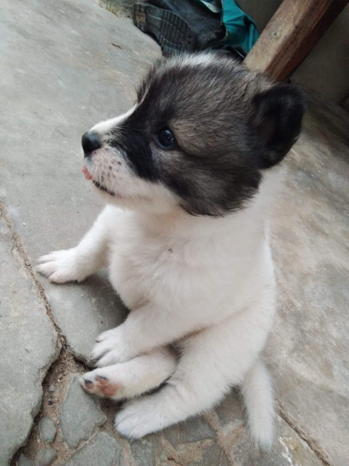 ขายลูกสุนัขบางแก้ว