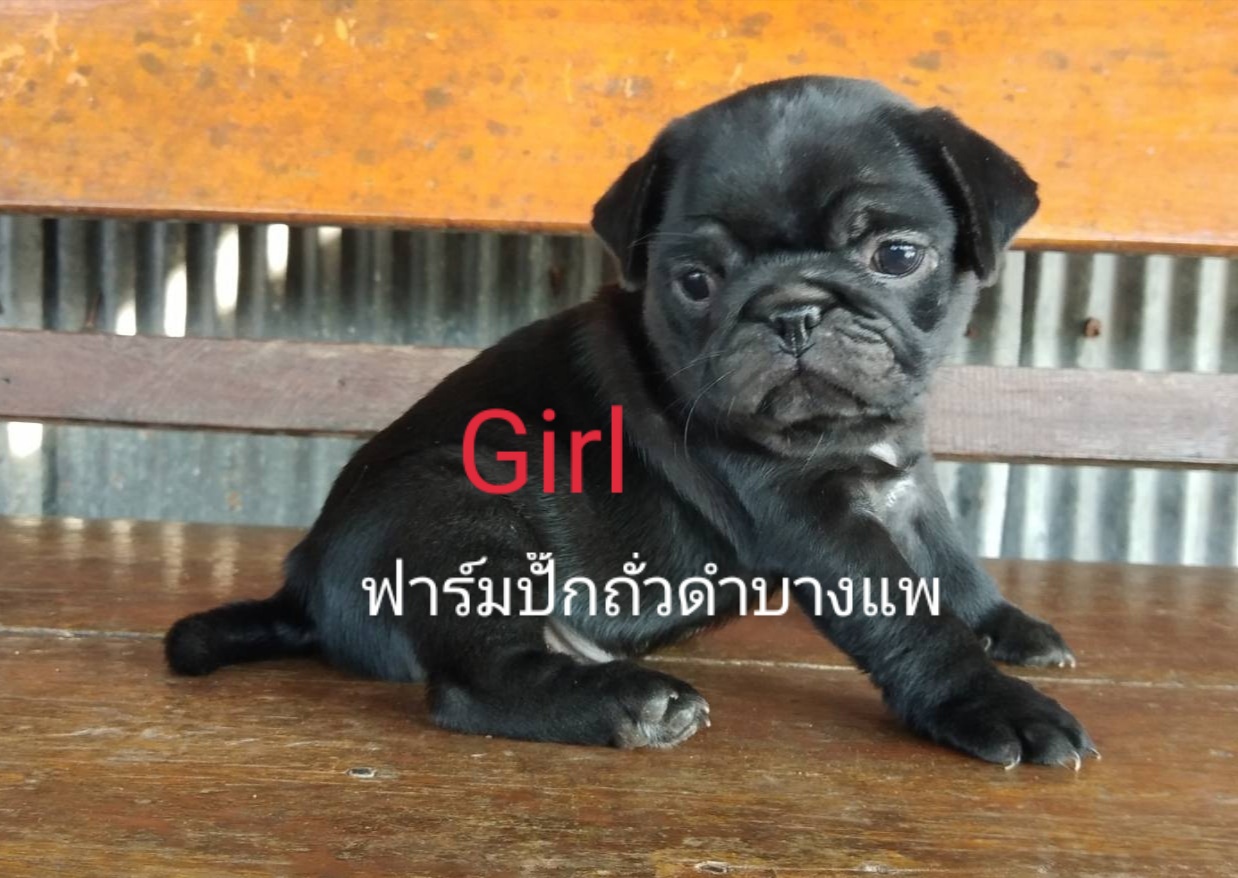 น้องหมาปั๊กสีฟร้อน - ดำ ชาย/หญิง พร้อมย้ายบ้าน
