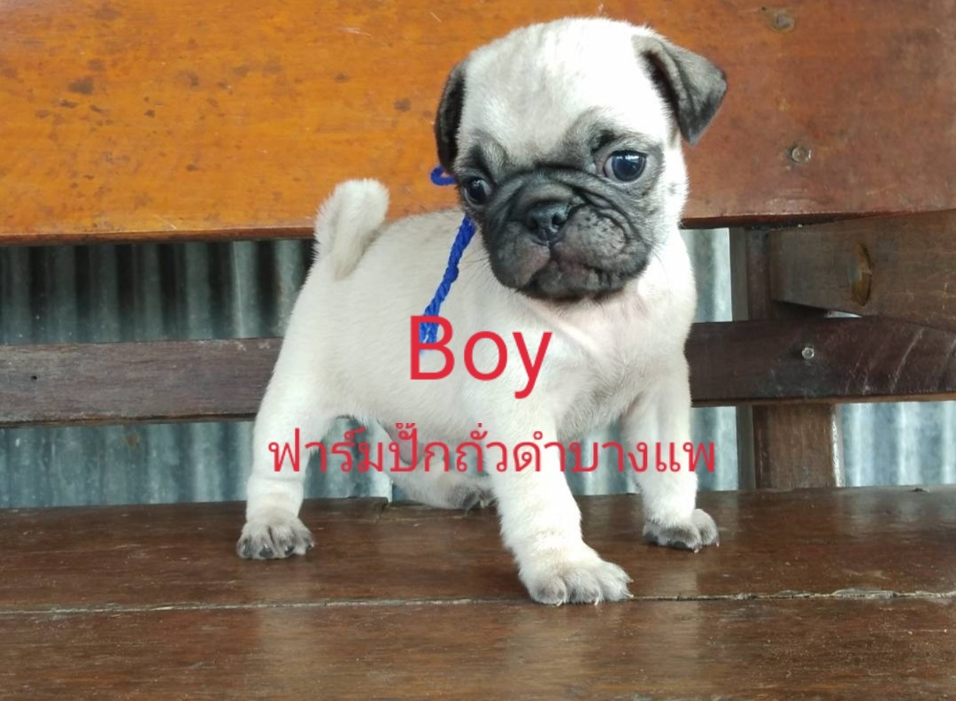 น้องหมาปั๊กสีฟร้อน - ดำ ชาย/หญิง พร้อมย้ายบ้าน