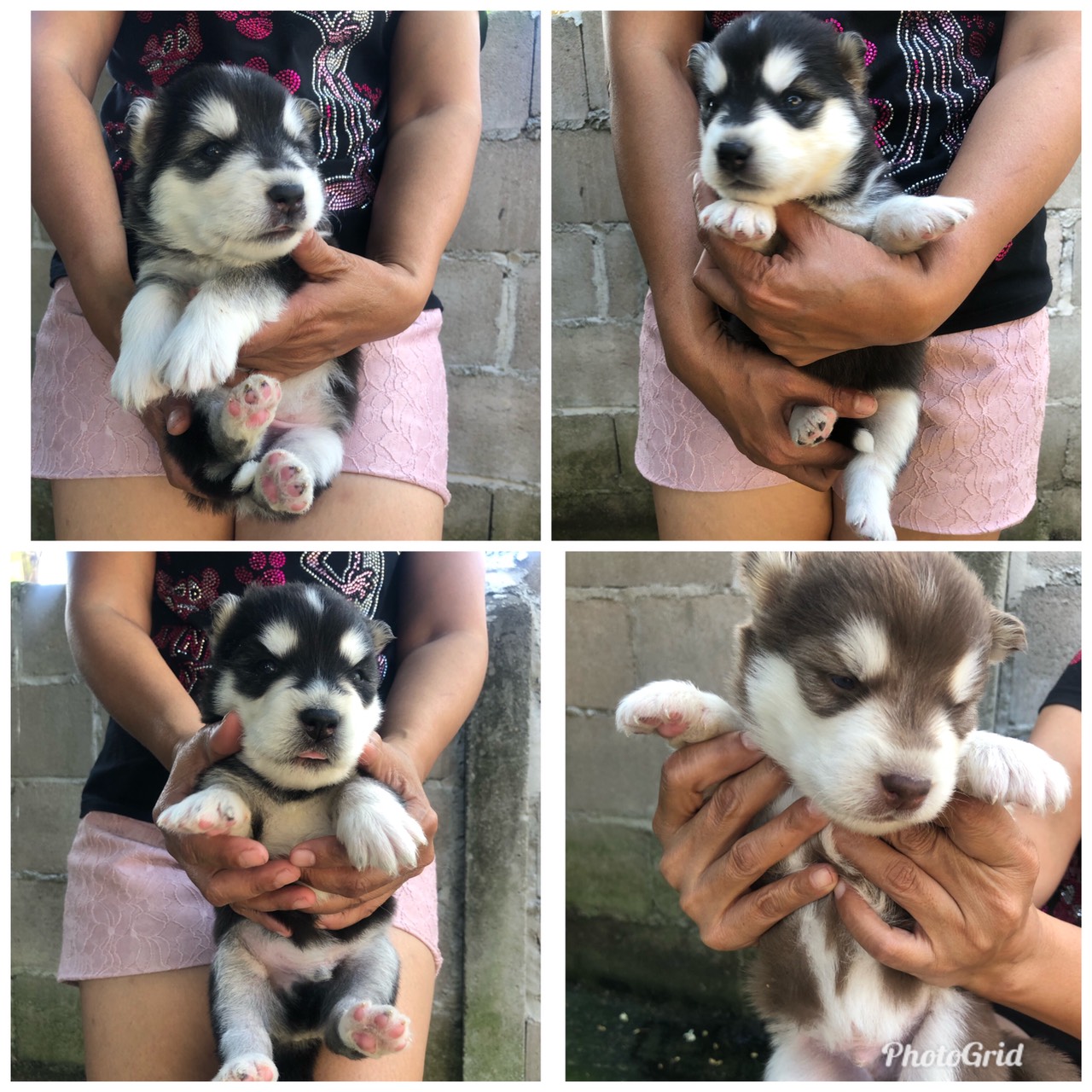 ขายลูกไซบีเรียนแท้ 7000บาท