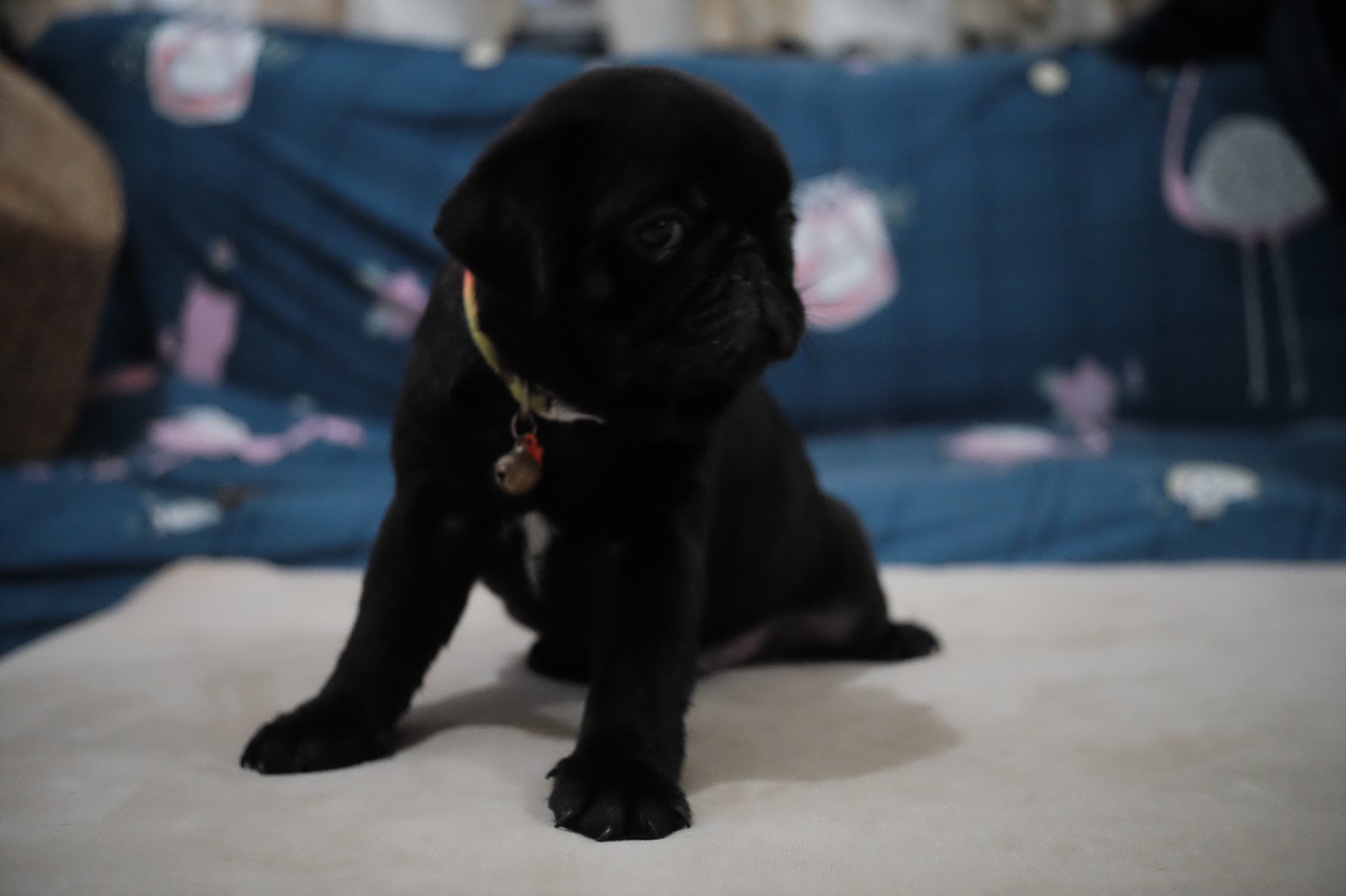 ขายน้องหมาปั๊ก พันธุ์แท้ น่ารักๆค่ะ
