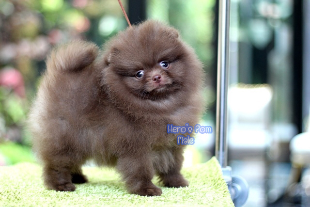 ขายปอมเมอเรเนียน  สีหายาก  น่ารักๆ