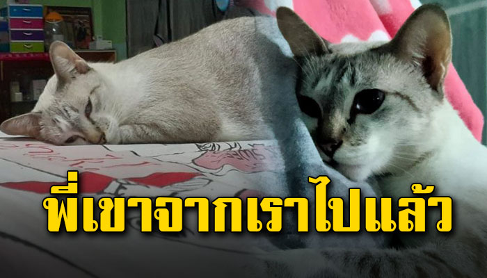 เดินร้องหาตัวพี่ใช้ชีวิตไปวันๆ จากที่เคยวิ่งเล่นก็ไม่กินไม่นอนซึมเศร้า