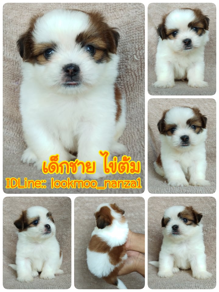 ชิสุทอยแท้!!!! 3สี