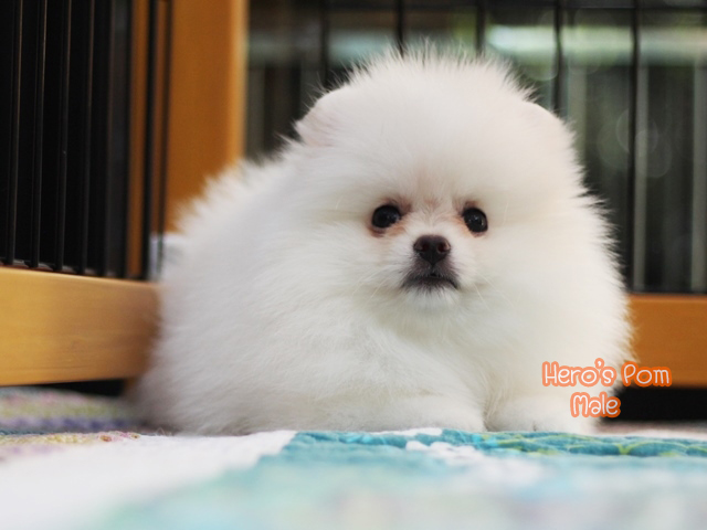 ปอมเมอเรเนียน เพศผู้  สีขาว  น่ารักมากๆ