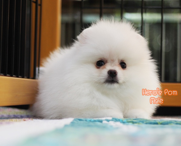 ปอมเมอเรเนียน เพศผู้  สีขาว  น่ารักมากๆ
