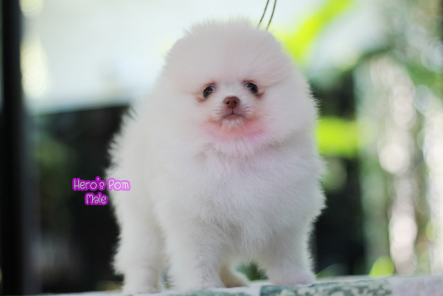 ขายปอมหน้าหมี  เพศผู้  สีขาวครีม