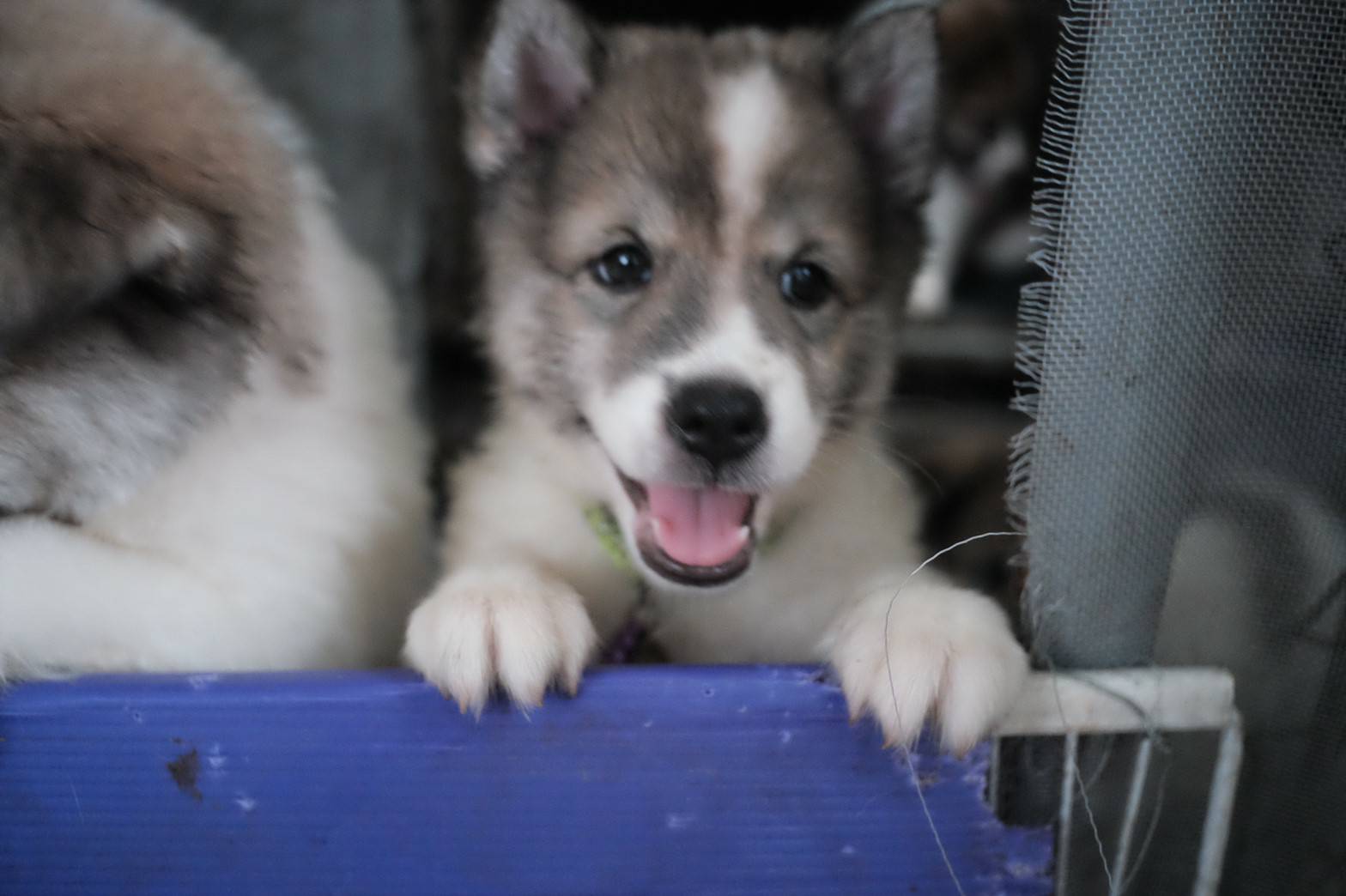 น้องหมาบางแก้ว พันธ์แท้ มีใบเพ็ด น่ารักๆค่ะ