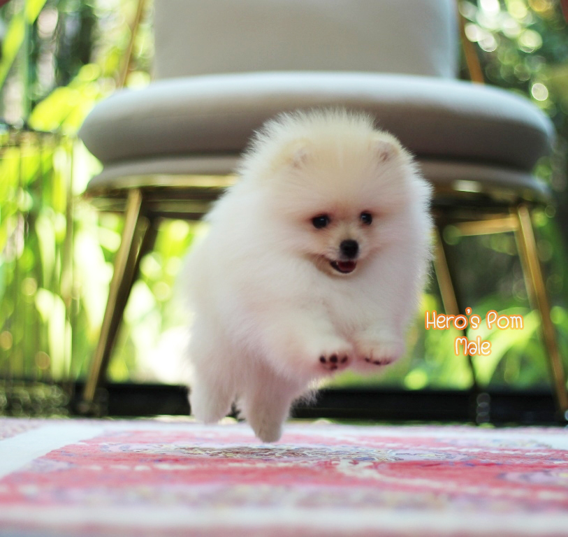 ขายปอมหน้าหมี  เพศผู้  สีครีม  น่ารักมากๆ  ขี้เล่น