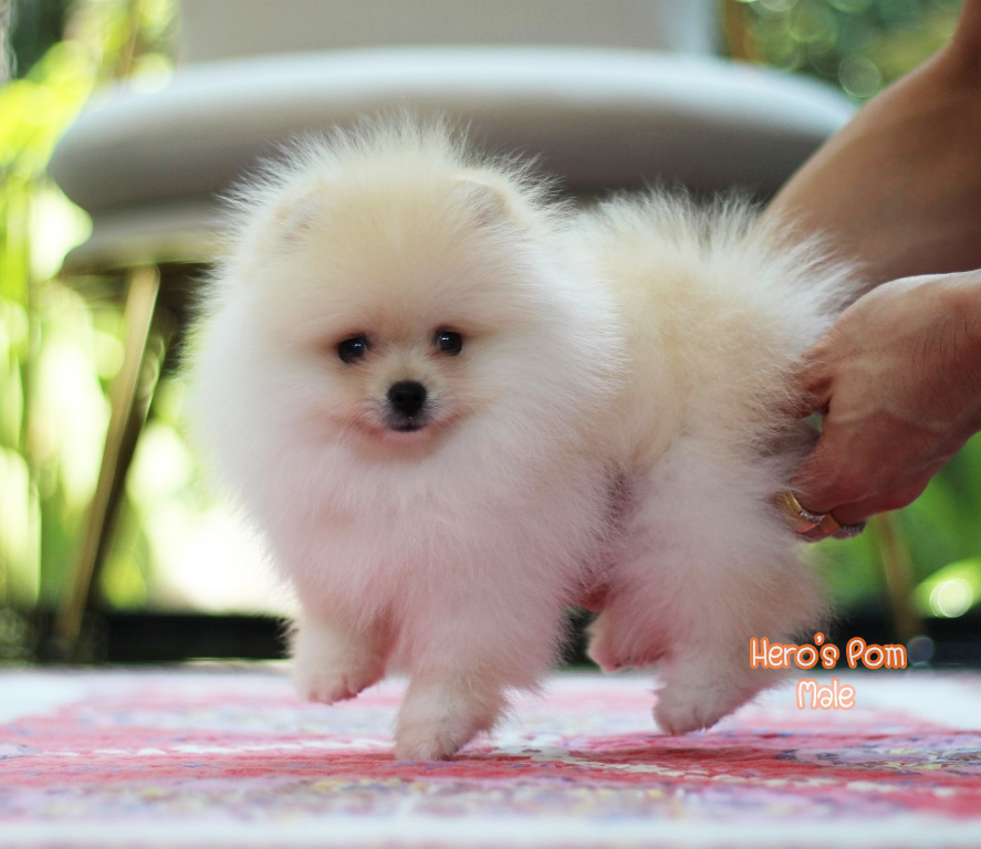 ขายปอมหน้าหมี  เพศผู้  สีครีม  น่ารักมากๆ  ขี้เล่น