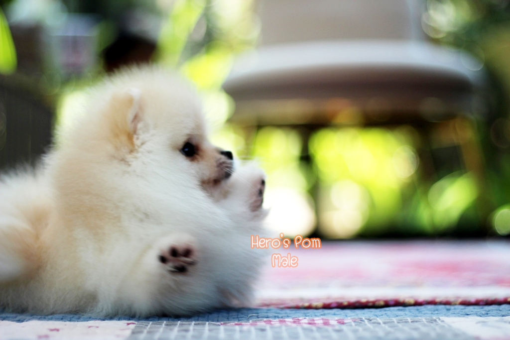 ขายปอมหน้าหมี  เพศผู้  สีครีม  น่ารักมากๆ  ขี้เล่น