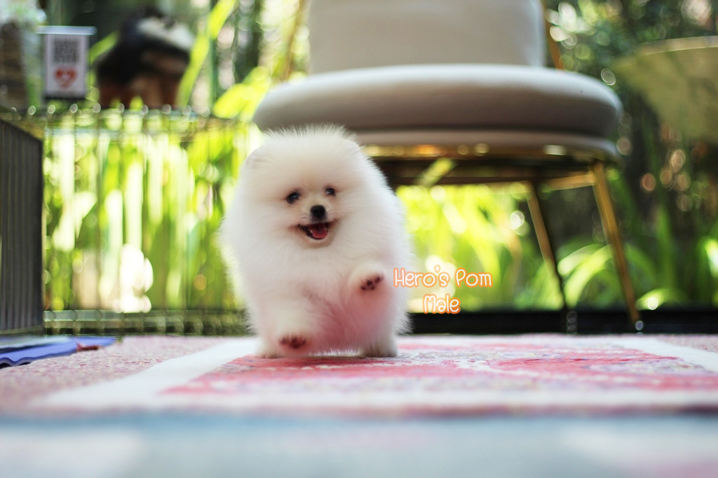 ขายปอมหน้าหมี  เพศผู้  สีครีม  น่ารักมากๆ  ขี้เล่น