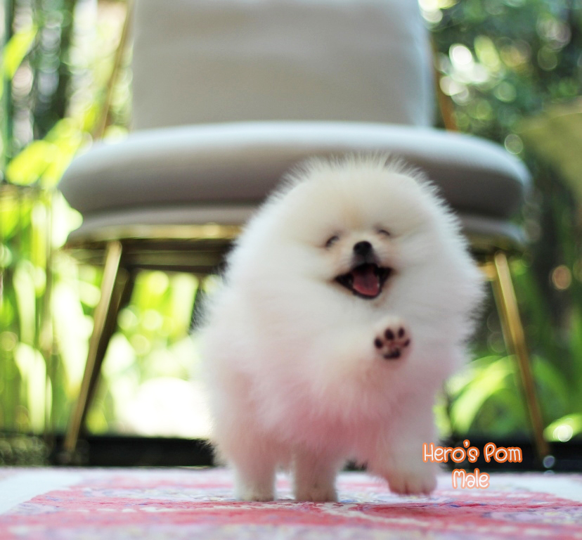ขายปอมหน้าหมี  เพศผู้  สีครีม  น่ารักมากๆ  ขี้เล่น