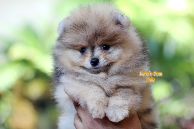 ขายปอมหน้าหมี สีเมอ ตาสีฟ้าสวยมาก
