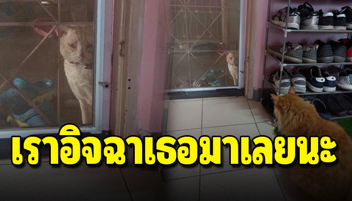 ชะเง้อมองเข้ามาในบ้านที่มีแต่ความรัก และอยากมีสักครั้งที่มีเจ้าของและรักมันจริง