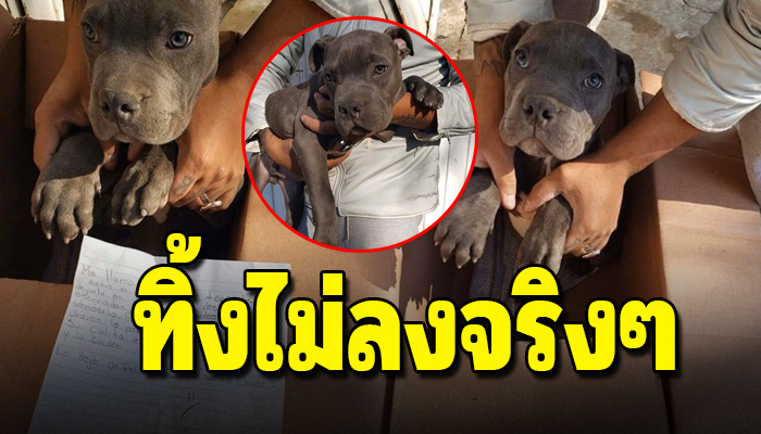 หนูน้อยวัย12เขียนจดหมายพร้อมเอาหมาใส่กล่องเพราะกำลังช่วยชีวิตน้องอยู่