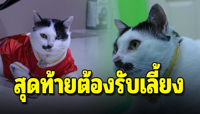หนุ่มเจอแมวจรมาดักรอหน้าบ้านทุกวัน ง้อจนต้องรับเอามาเลี้ยง
