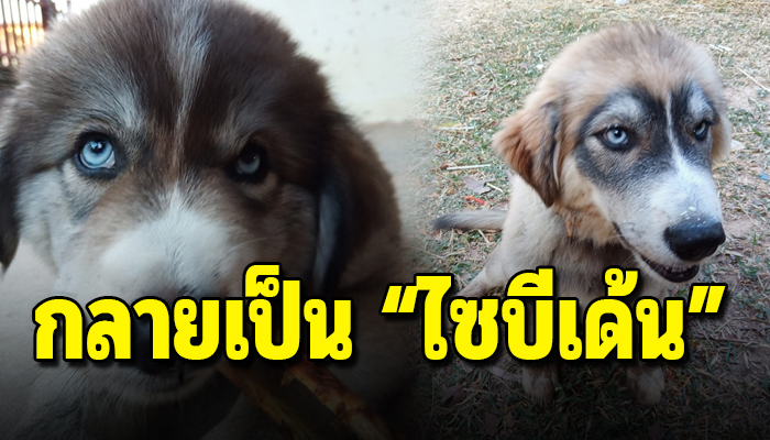 หนุ่มได้ไซบีเรียนมาเลี้ยงตั้งแต่มันยังเล็ก แต่พอโตมาลายเริ่มออกกลายเป็น ไซบีเด้น