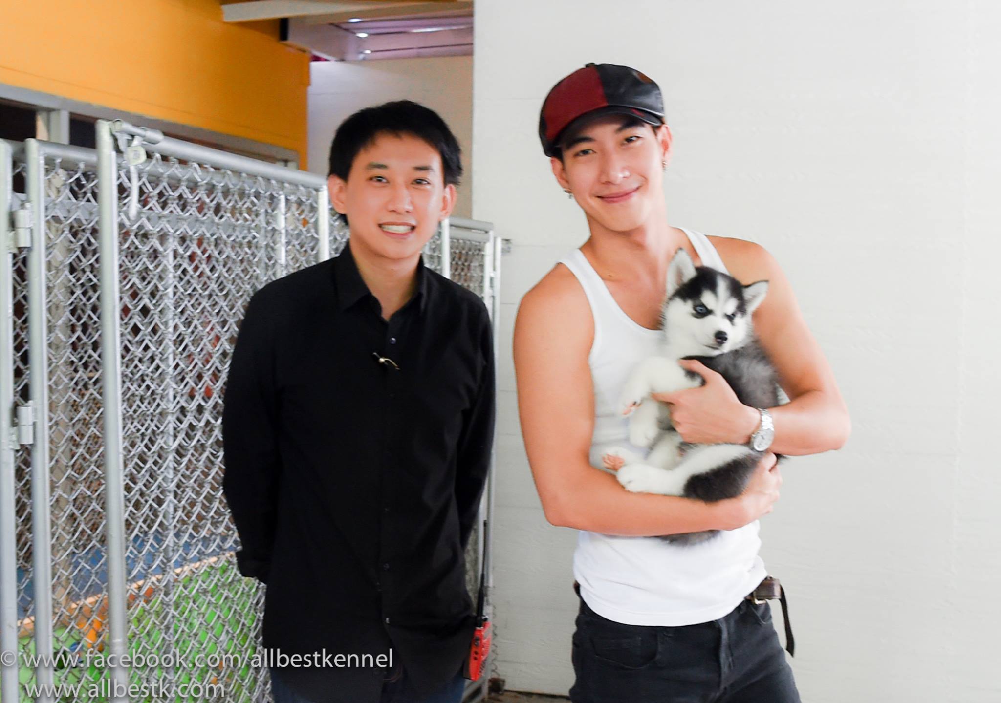 ไซบีเรียนเล็กๆสวยมากโตแล้วไม่สวยดังใจ Allbestkennel ช่วยคุณได้